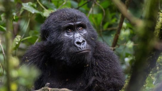 The Precarious Existence of Critically Endangered Gorillas