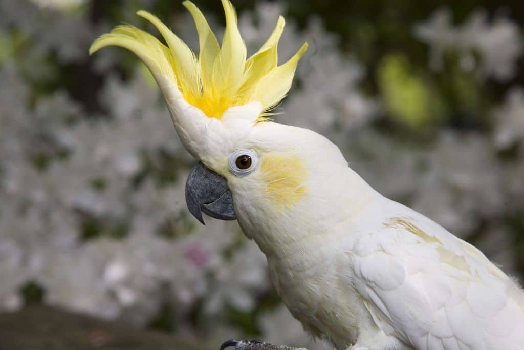 Yellow-Crested Cockatoo: Endangered Species Spotlight