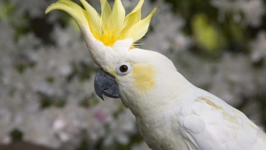 Yellow-Crested Cockatoo: Endangered Species Spotlight