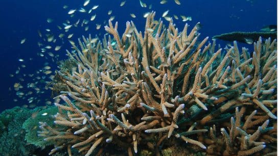 Acropora cervicornis (Staghorn Coral): Endangered Species Spotlight