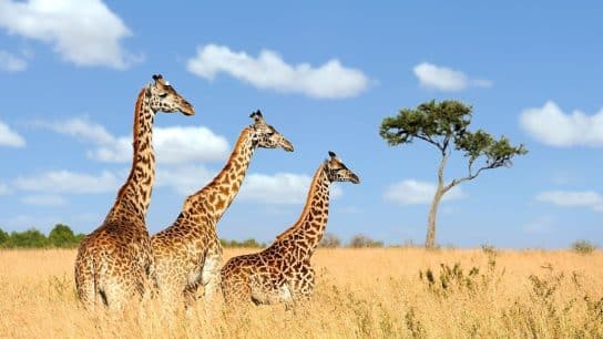 World Giraffe Day 2024: Honoring Africa’s Tallest Giants