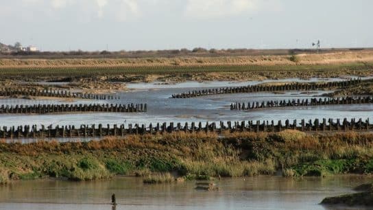 Salt Marshes: From Mudflats to Ecological Paradise