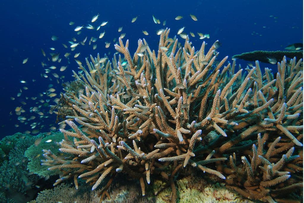 Acropora cervicornis (Staghorn Coral): Endangered Species Spotlight