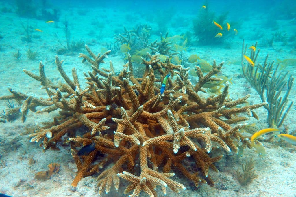 Acropora cervicornis is considered one of the most important reef-building species in the Caribbean.