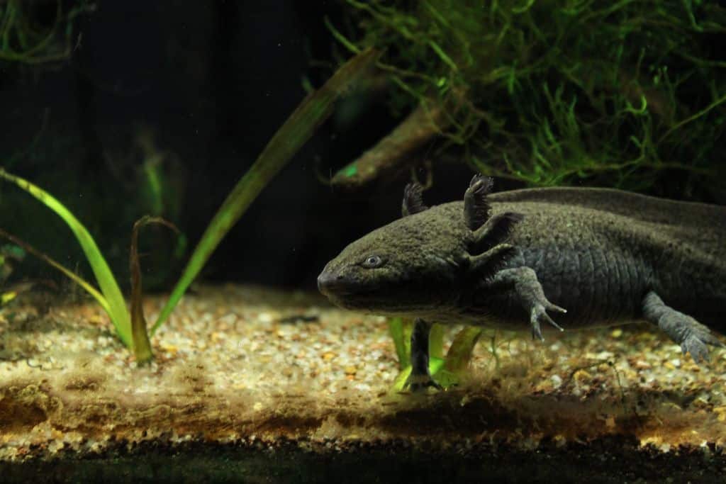 Axolotls are believed to play a pivotal role in regenerative medicine