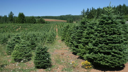 Real vs Fake Christmas Tree: Which One Is Better for the Environment?