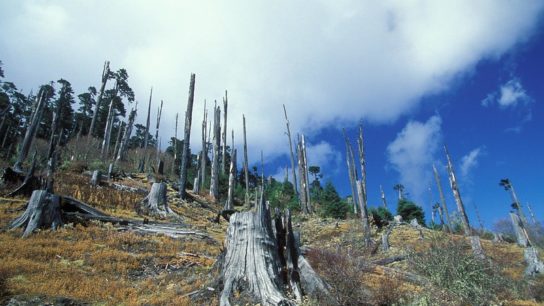 3% of the World’s Ecosystems Are Intact- Study