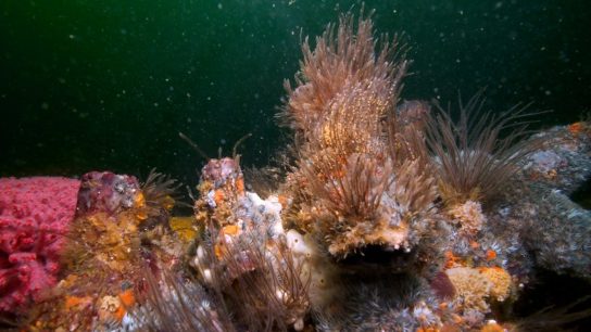 ‘Refuge’ For Coral Reefs Discovered Off the Coast of East Africa