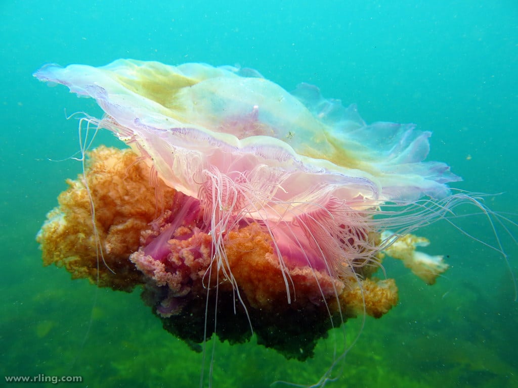 Lion's Mane Jellyfish (Cyanea sp.). Bare Island, Botany Bay, NSW