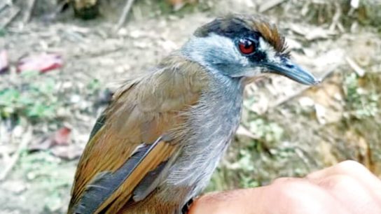 A Bird Believed to be Extinct Has Been Found in Indonesia