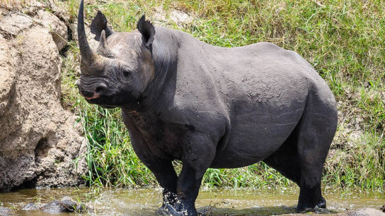 Orphaned By a Poacher in Zimbabwe, a Black Rhino Calf Returns to the Wild