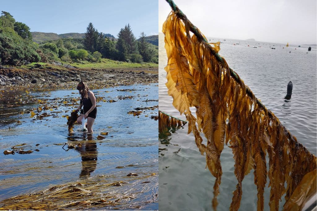 Seaweed collection in Scotland