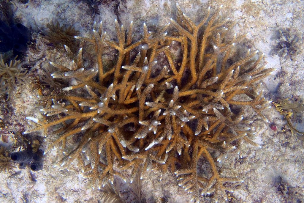 Acropora cervicornis colonies tend to be more open and loosely packed than other species of the same family.