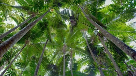 From Dead Palms to Sustainable Energy Solutions: How Asia Is Maximizing Biomass Fuel