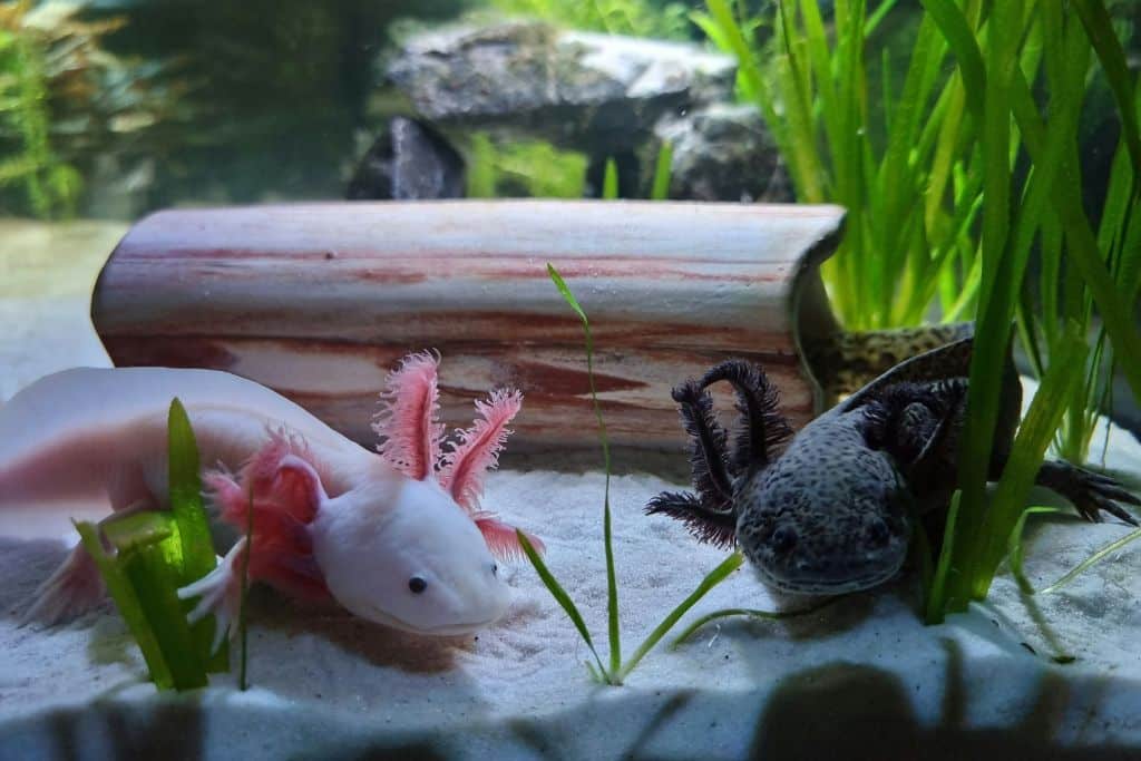 Axolotls are typically dark-coloured, although lighter varieties of the species are often bred in captivity