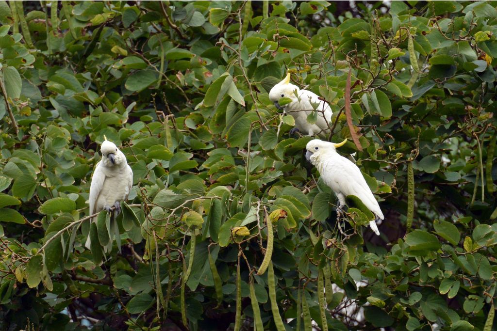 Hong Kong’s population of yellow-crested cockatoos could serve as a genetic reservoir for the recovery of Indonesian populations in the future