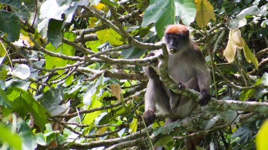 Cameroon Suspends Logging Concessions in Ebo Forest