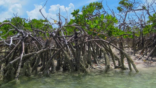 Investing in Mangrove Restoration Could Return USD$11.8Bn by 2040- Report