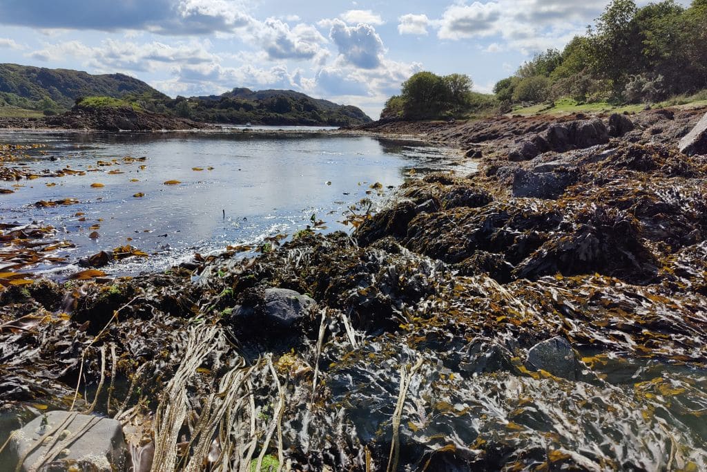 Seaweed on a beach