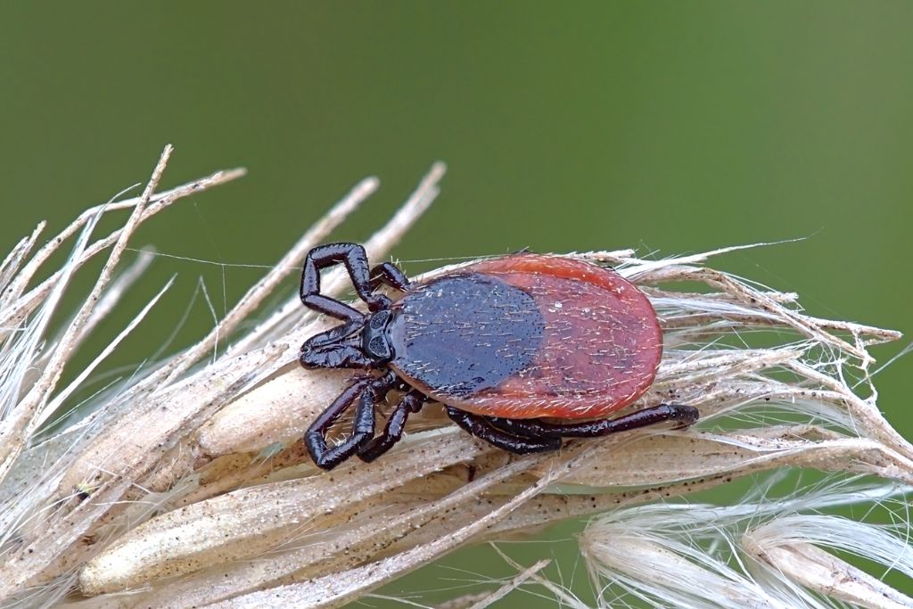 Tick on dry grass.