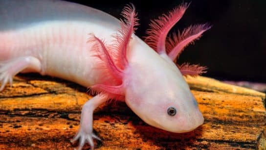 Axolotl: Endangered Species Spotlight