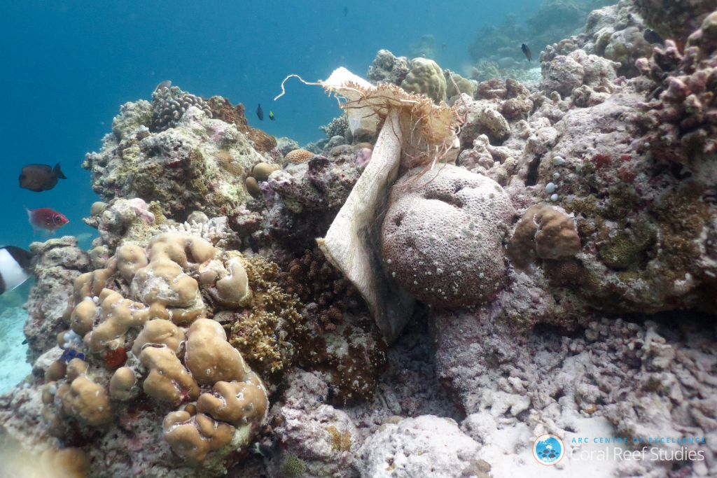 Plastic can often smother or harm coral, leak toxins, or break down into harmful microplastics