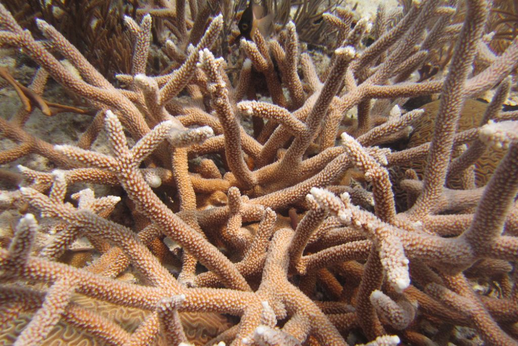 Acropora cervicornis; staghorn coral