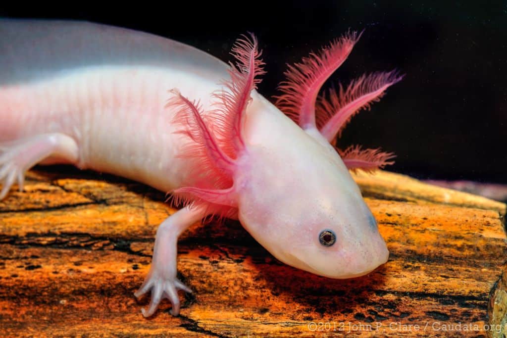 Axolotl: Endangered Species Spotlight