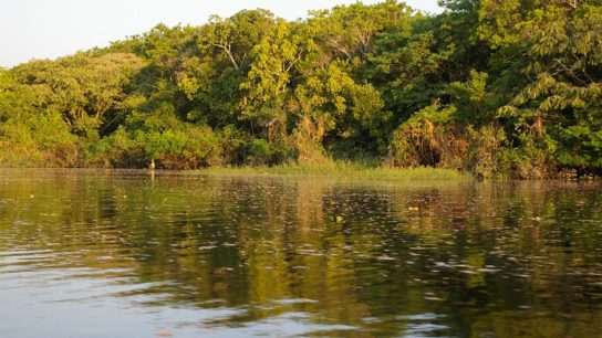 Indigenous Lands Contain Nearly Half of the Intact Forests in the Amazon