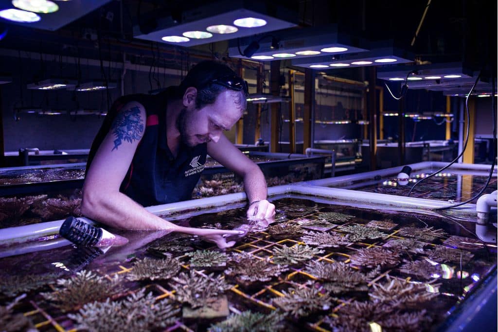 A technician checking the settled corals in a coral nursery, testing different coral families growth in different environments