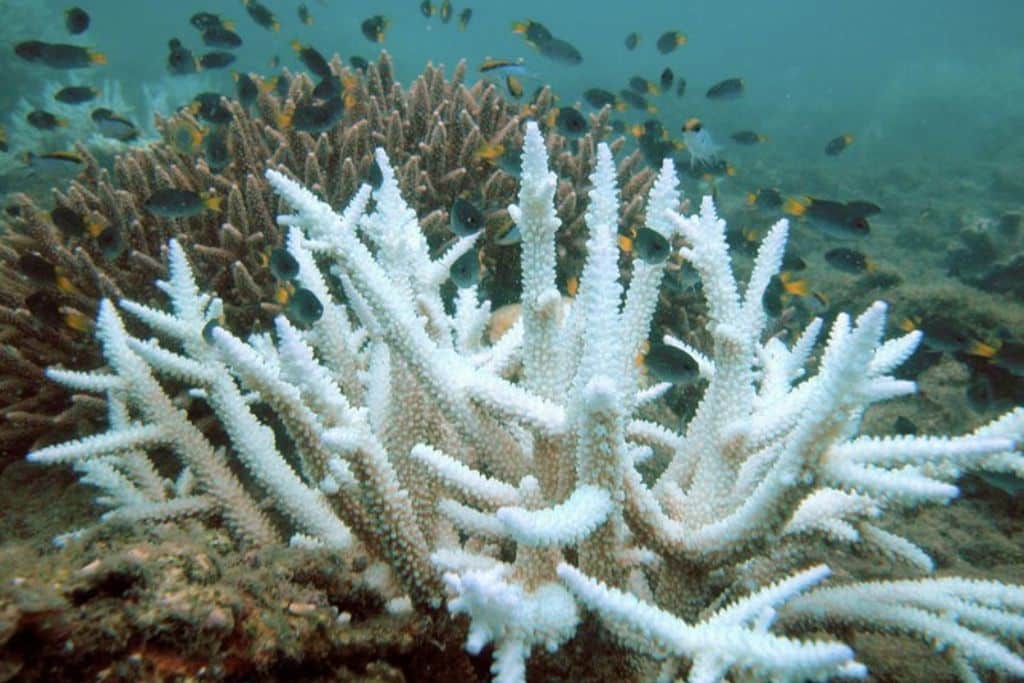 Acropora coral is highly vulnerable to bleaching, showing a lower tolerance for changes in water quality.