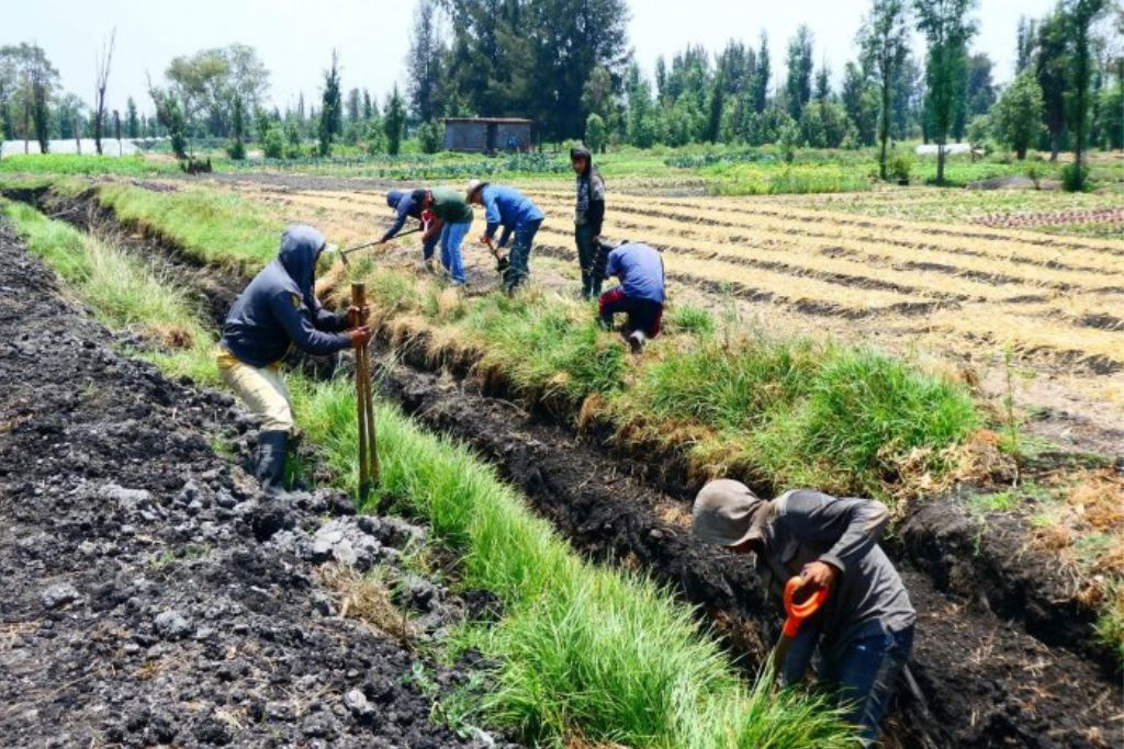 Refugio Chimpa attempts to work with local farmers to promote sustainable agriculture, as well as the protection of Xochimilco and its native species