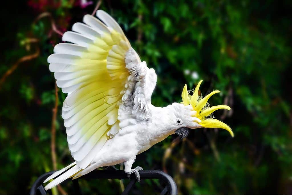 The yellow-crested cockatoo has a yellow feather crest on its head, yellow ear-coverts, and a yellow wash beneath its wings