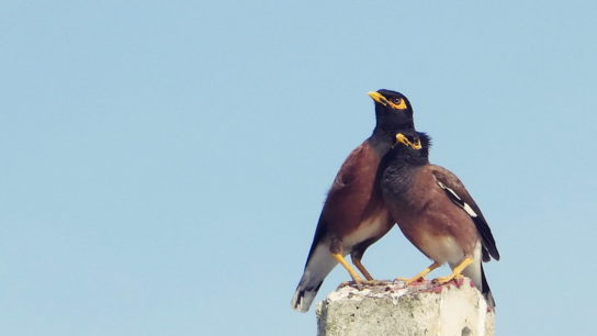 Europe’s Most Invasive Species Identified- Study