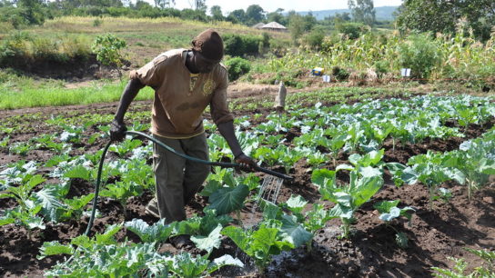 Kenya Opens Bids to Expand Crop Insurance for Climate Change