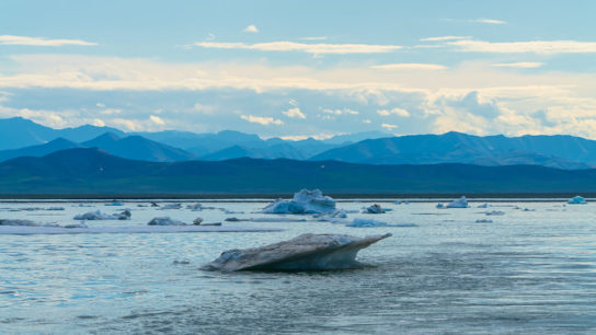 Biden Suspends Trump-Era Oil Drilling Leases in Arctic Wildlife Refuge