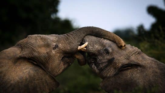 Collateral Damage – On Namibia’s Plans to Kill Wildlife for Drought Relief