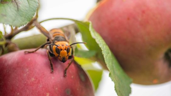 The First Asian Giant Hornet Nest Found in the US Has Been Destroyed