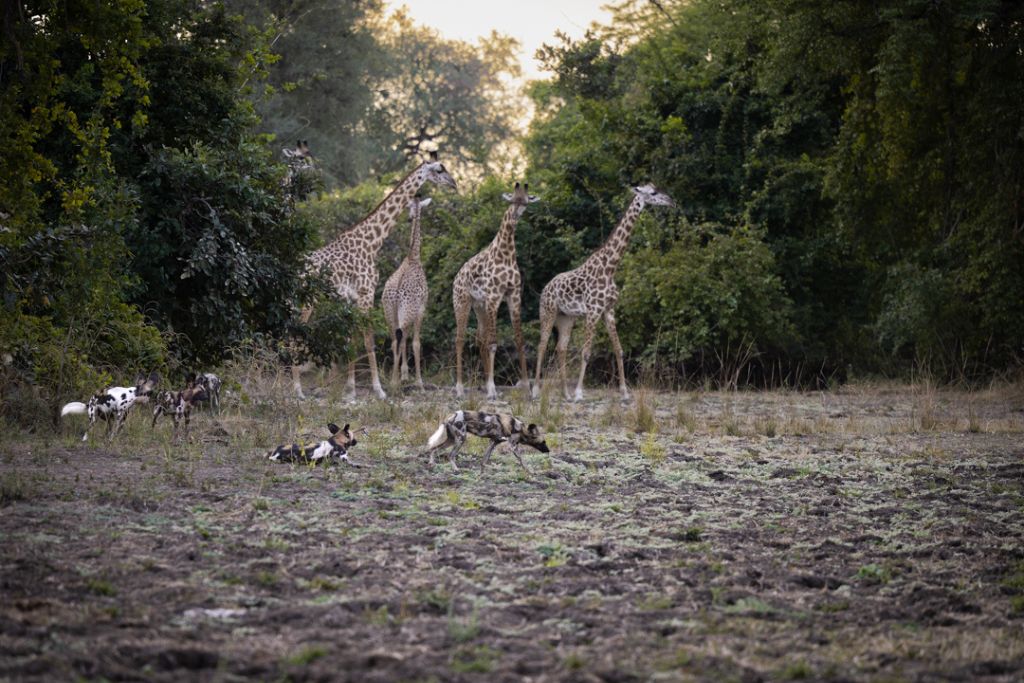 South Luangwa Valley; wildlife sanctuary