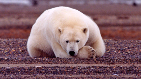 Trump Administration Finalises Plan for Drilling in Arctic National Wildlife Refuge