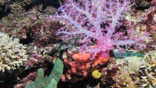 Corals in Fiji Are Bouncing Back After a Devastating Cyclone