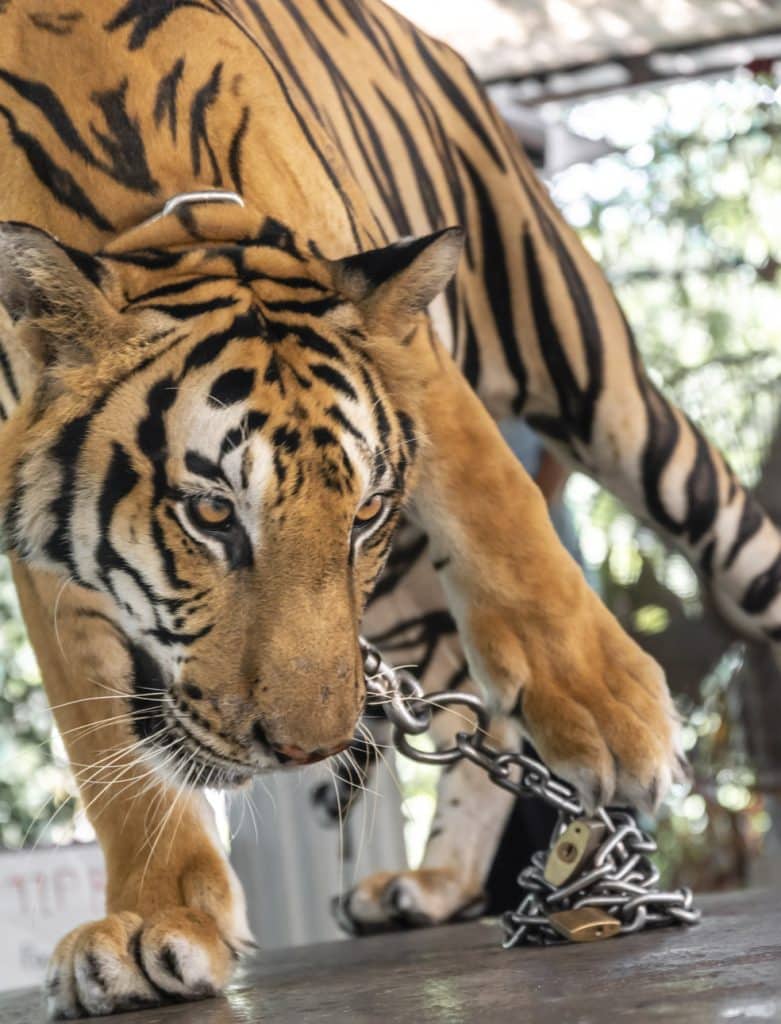 Animal Captivity Is A Dangerous Distraction from Real Conservation Efforts