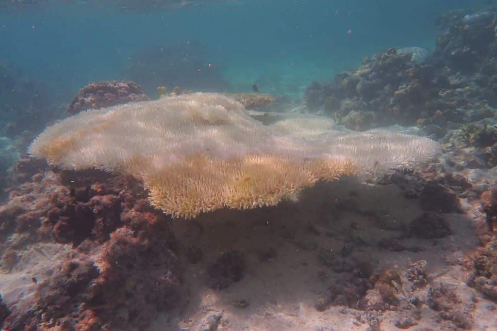 Bleached Acropora table coral at One Tree Island in the southern part of the Great Barrier Reef in April 2024.