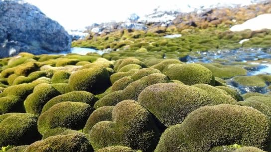 Fast-Warming Antarctic Is Greening at Dramatic Rate, Satellite Image Reveals