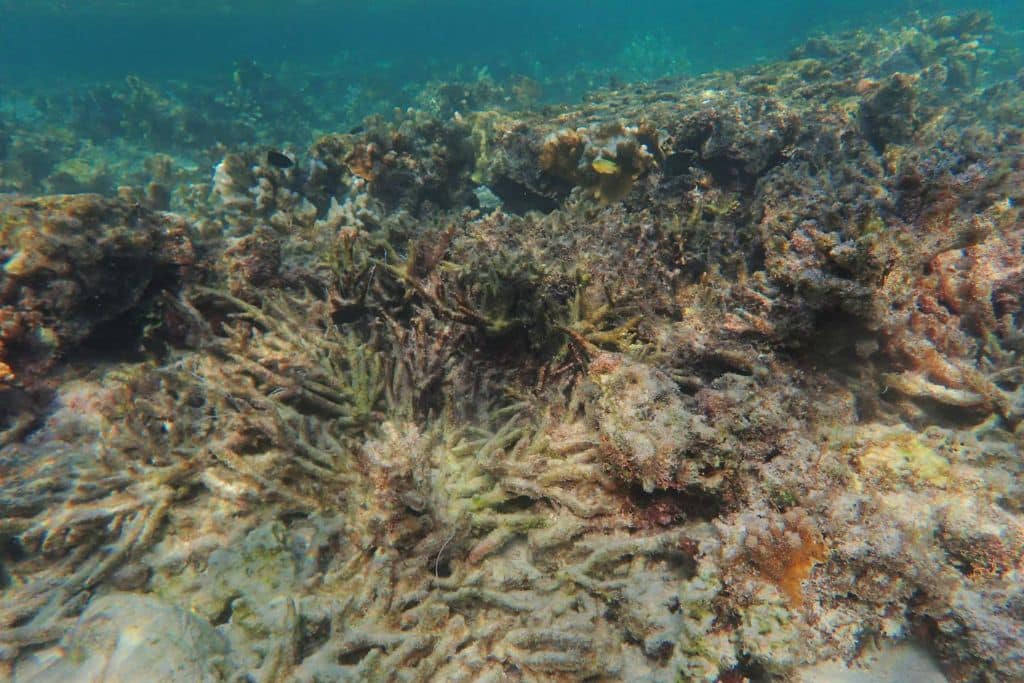 Acropora coral rubble from bleaching at One Tree Island in the southern part of the Great Barrier Reef in April 2024.