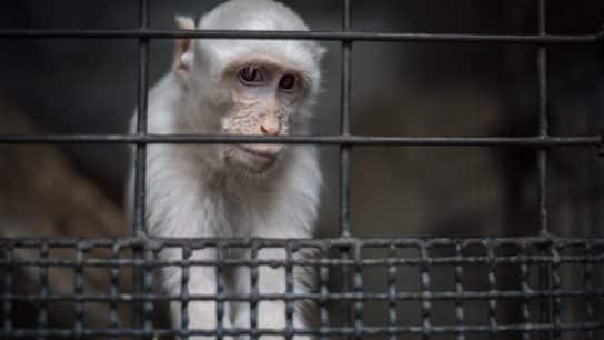 Born Free USA Applauds Introduction of Captive Primate Safety Act