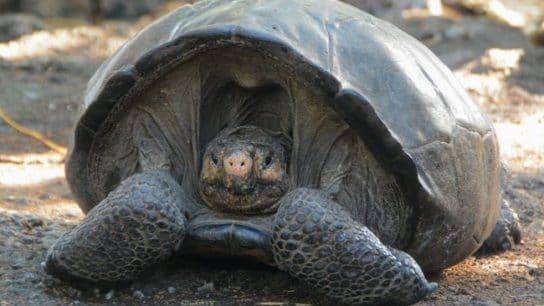 Galapagos Giant Tortoise Rediscovery Confirmed After Being ‘Extinct’ For 112 Years