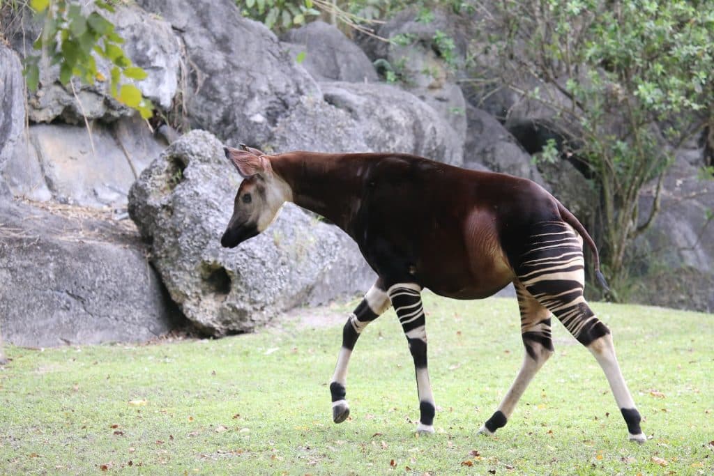 endangered Okapi; World Okapi Day; Flickr by cuatrok77