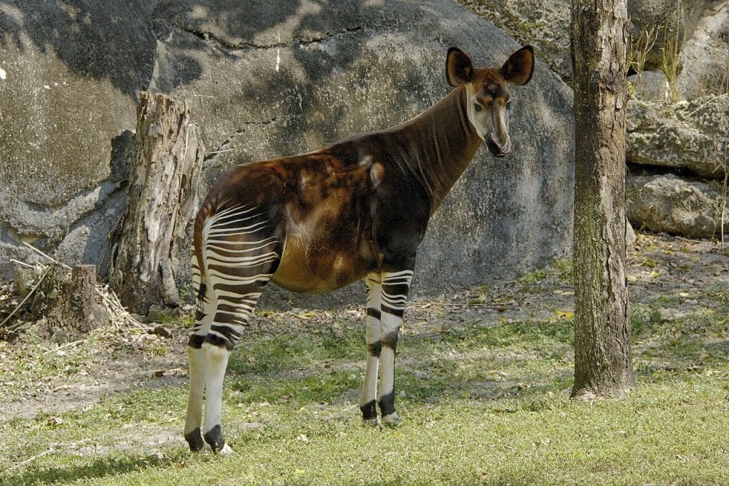 World Okapi Day 2024: The Elusive Beauty of the Endangered Okapi