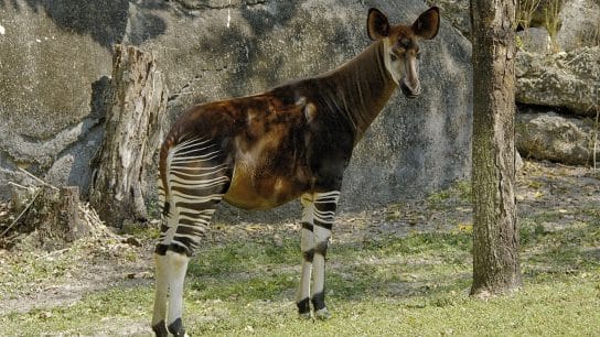 World Okapi Day 2024: The Elusive Beauty of the Endangered Okapi